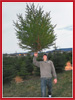 <strong>Marc Brooks</strong>, Staff Sergeant (U.S. Army)<br />Brandon (14) holds up our perfect tree after cutting it down at the tree farm in Schwetingen.